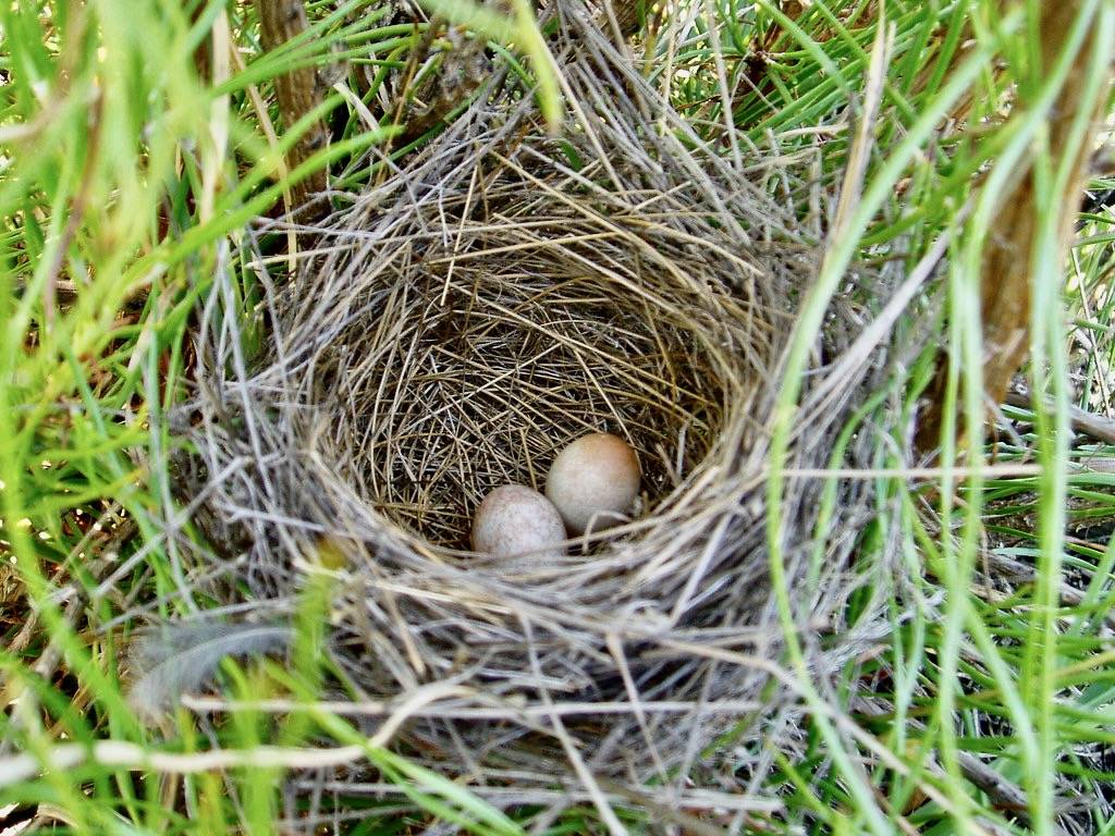 field sparrow nest - eggs by michaelcobballen is licensed under CC PDM 1.0